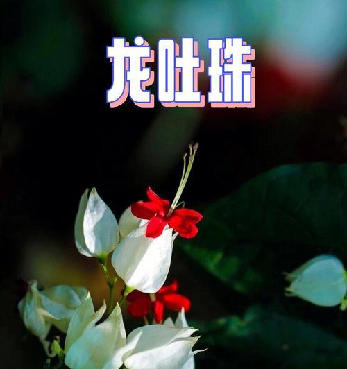 富贵珠花的寓意是什么？富贵珠花象征着什么？
