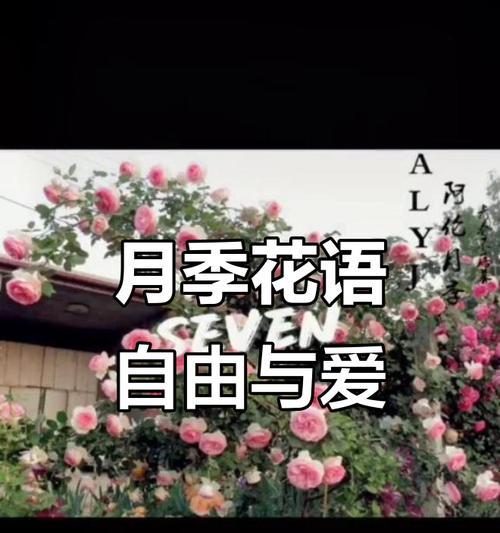 哪种花寓意爱情与自由？