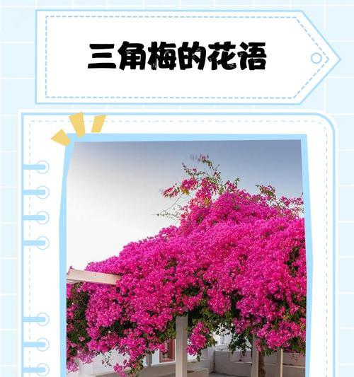 如何解读浪漫片段的花语？浪漫片段花语大全包含哪些内容？