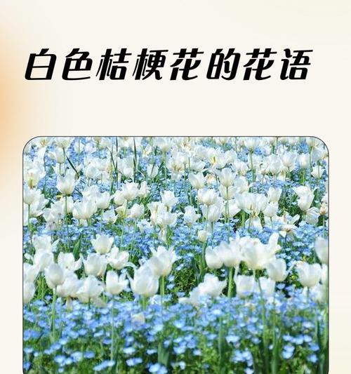 桔梗花有哪些颜色？它们各自代表什么寓意？