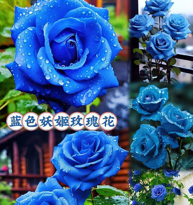 蓝色花篮适合装什么花？它的寓意是什么？