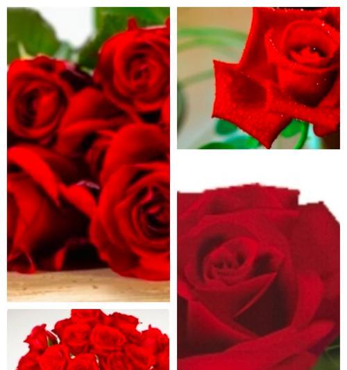 三八节送玫瑰花代表什么？玫瑰花的含义是什么？