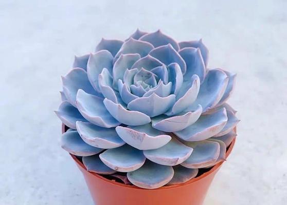 蓝色幸福花代表什么？