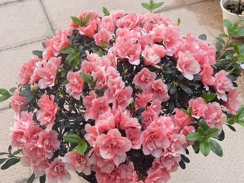 杜鹃花在春节有什么特别含义？春节送杜鹃花的寓意是什么？