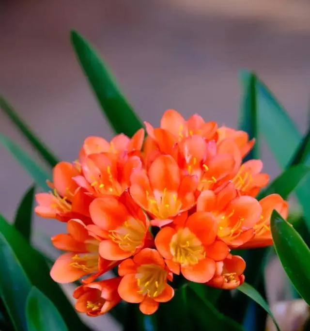 杜鹃花在春节有什么特别含义？春节送杜鹃花的寓意是什么？