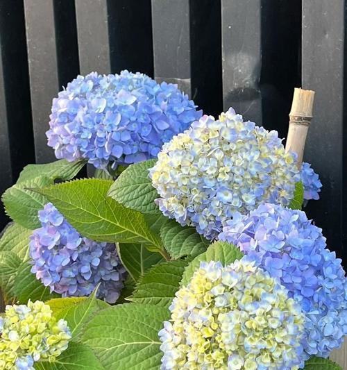 绣球节通常用什么花？这些花的寓意是什么？