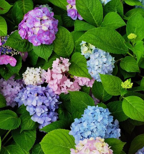 绣球节通常用什么花？这些花的寓意是什么？