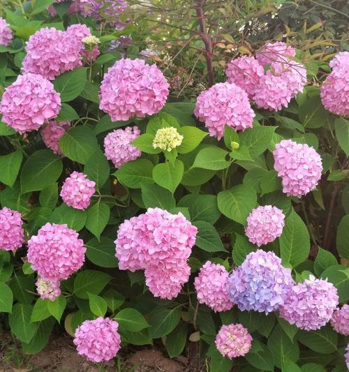 绣球节通常用什么花？这些花的寓意是什么？
