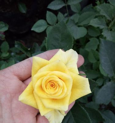 两朵金黄色玫瑰花的寓意是什么？