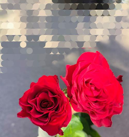 两朵金黄色玫瑰花的寓意是什么？