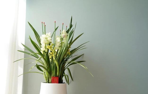 大花惠兰黄色的寓意是什么？它的花语有哪些？