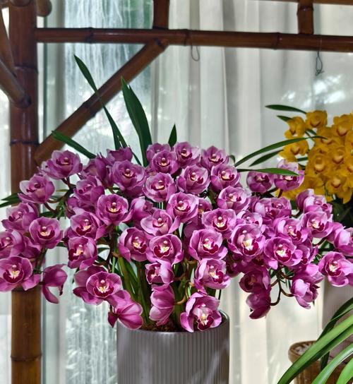 大花惠兰黄色的寓意是什么？它的花语有哪些？