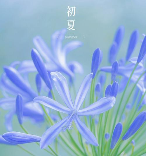 哪些很香的花还带有浪漫的寓意？
