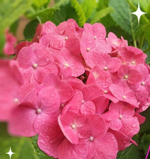 希望快乐的花语是什么？哪种花代表希望和快乐？