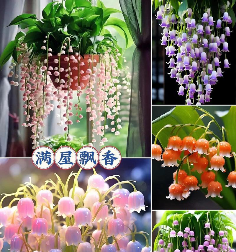 哪些花卉象征着幸福的归来？
