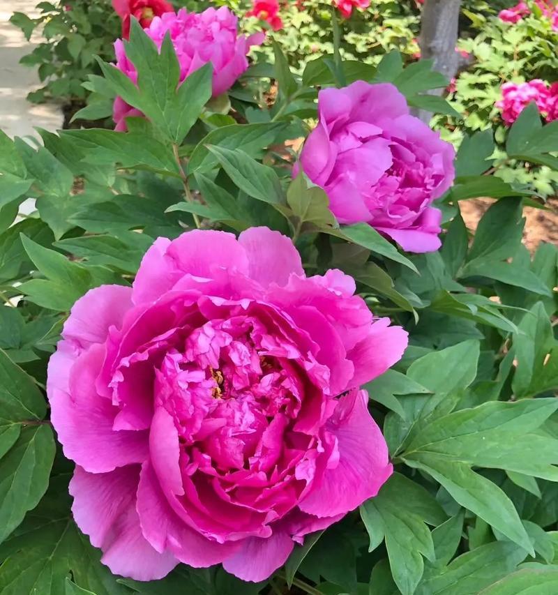 哪种花象征吉祥幸运？吉祥幸运的花有哪些？