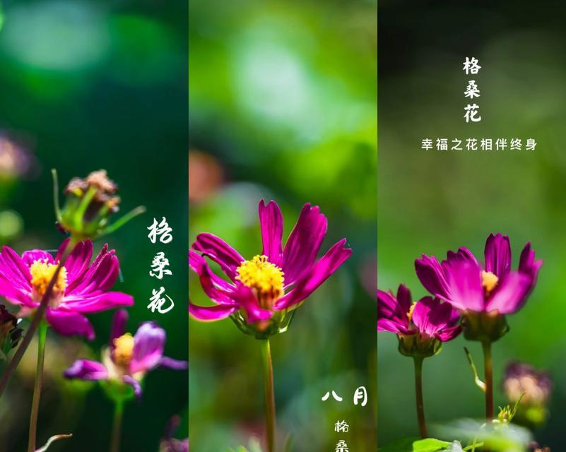金色幸福花的寓意是什么？金色幸福花象征着什么？