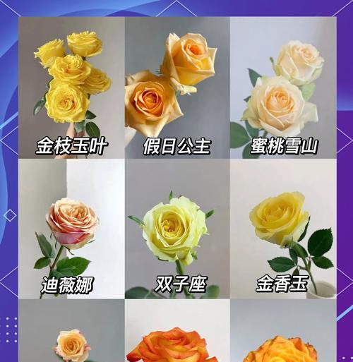 奶黄色玫瑰花代表了什么？