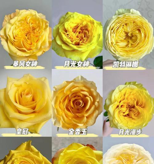奶黄色玫瑰花代表了什么？