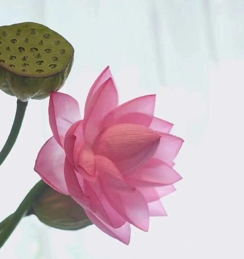 什么花寓意成功？如何通过花来表达成功的祝福？