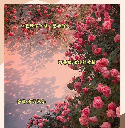 浪漫花卉有哪些？花语中蕴含的浪漫寓意是什么？