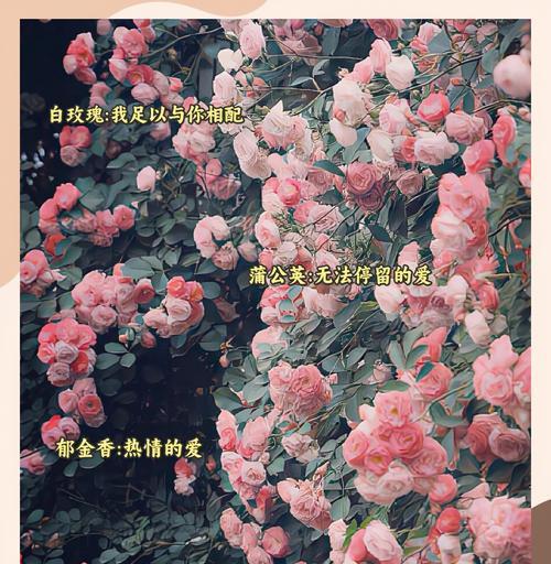浪漫花卉有哪些？花语中蕴含的浪漫寓意是什么？