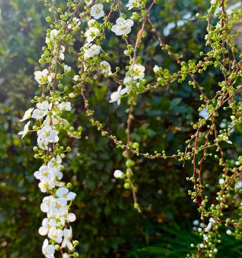 白色珍珠花寓意什么？它象征着什么？
