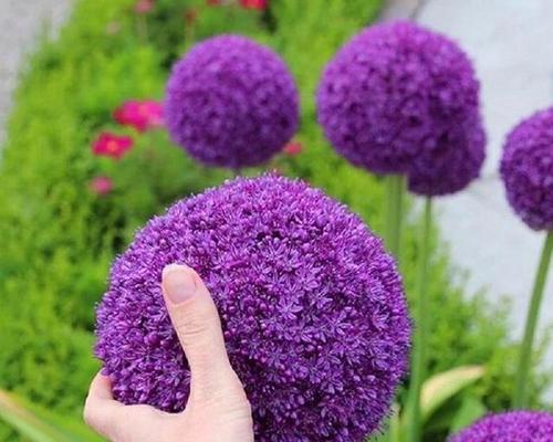 紫色花有哪些寓意？它们各自的名称是什么？