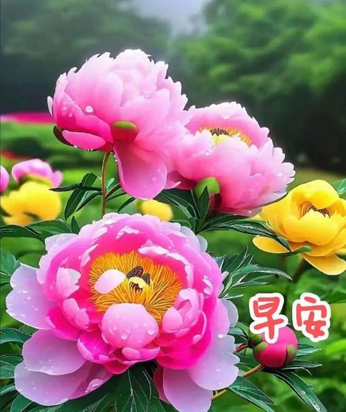 有珍惜祝福含义的花有哪些？