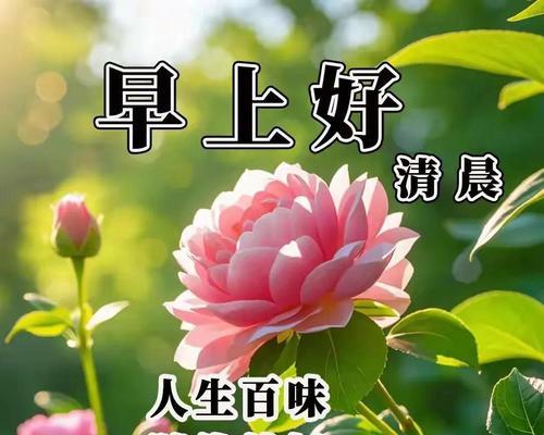 有珍惜祝福含义的花有哪些？