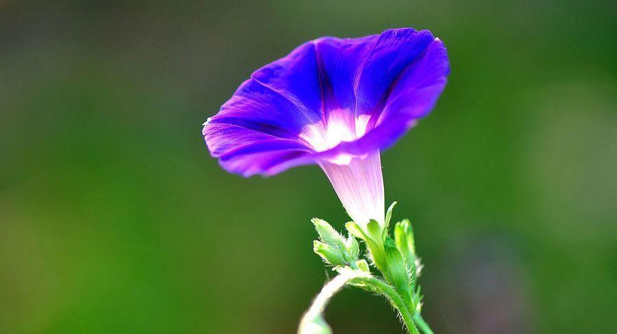 牵牛花象征爱情坚固吗？它的花语是什么？