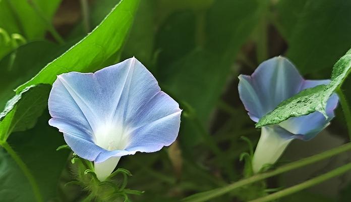 牵牛花象征爱情坚固吗？它的花语是什么？