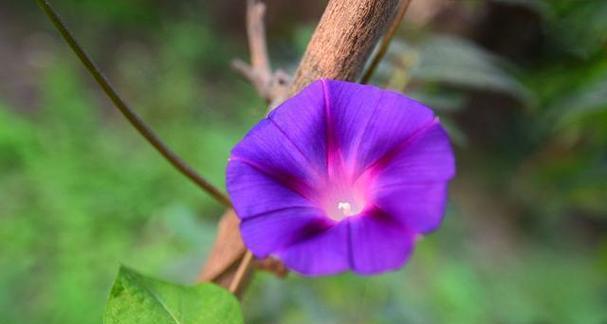 牵牛花象征爱情坚固吗？它的花语是什么？