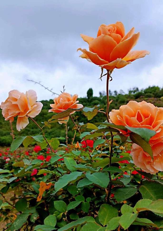 13朵橘色玫瑰花的含义是什么？它们代表了什么？
