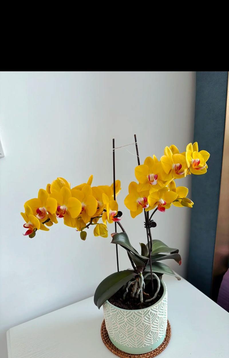 牡丹蝴蝶寓意的黄色花有哪些？黄色花的花语是什么？