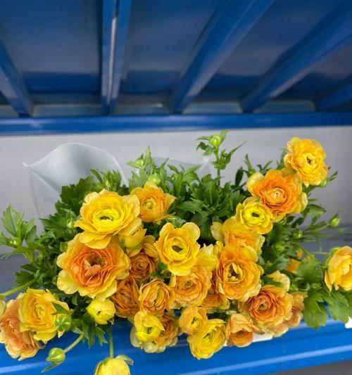 牡丹蝴蝶寓意的黄色花有哪些？黄色花的花语是什么？