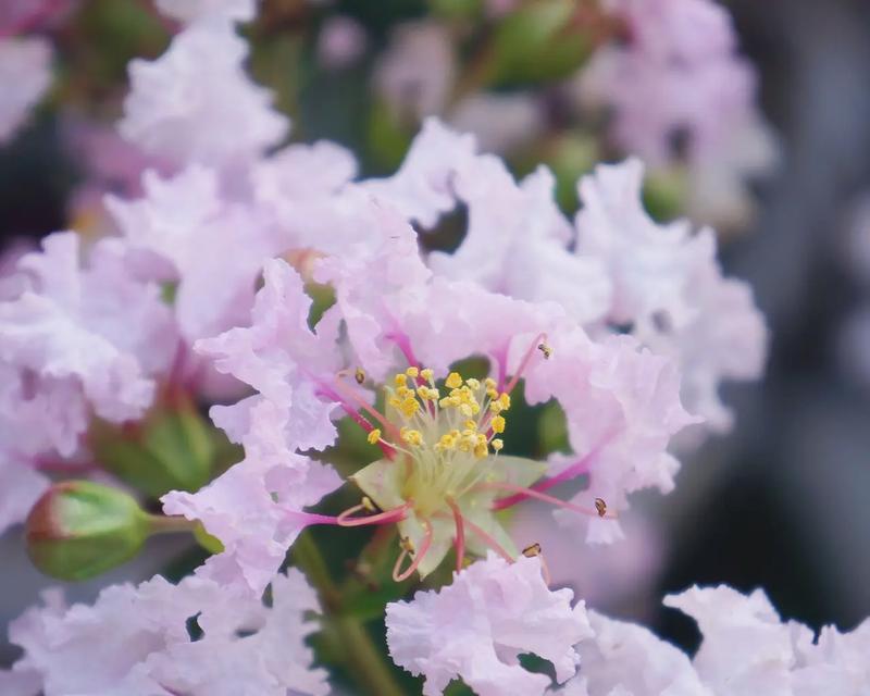 象征白色恋人的花有哪些？