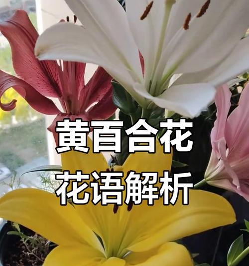 哪些花朵代表着快乐？它们的花语是什么？