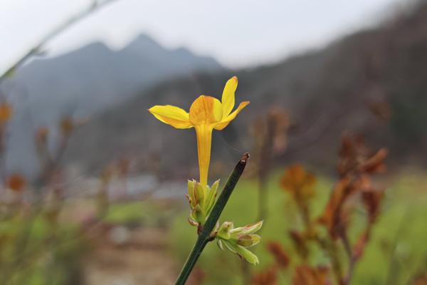 愚人节有哪些象征性的花？