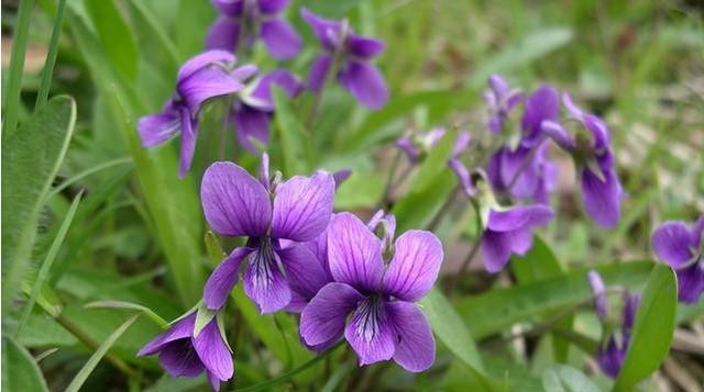 紫色花的含义是什么？紫色花代表什么意义？