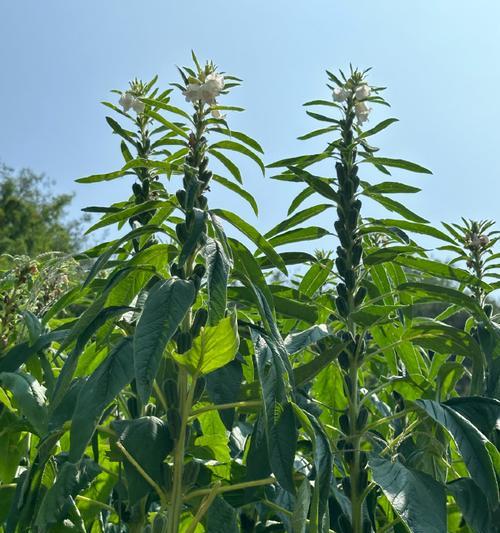 芝麻开花为何寓意节节高？