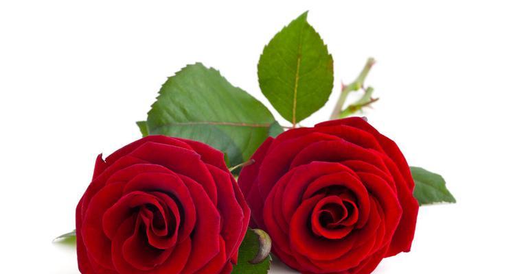 情人节开红花代表什么？红花的寓意是什么？