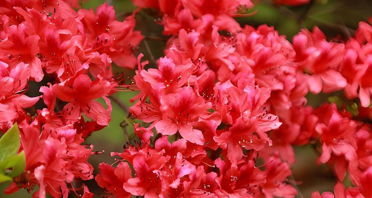杜鹃花在春节有何寓意？春节杜鹃花的象征意义是什么？