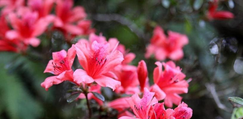杜鹃花在春节有何寓意？春节杜鹃花的象征意义是什么？