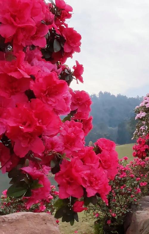 杜鹃花在春节有何寓意？春节杜鹃花的象征意义是什么？