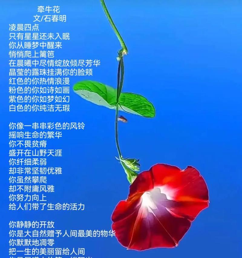 哪些花送人寓意爱情？它们的花语是什么？