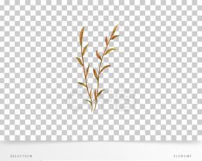 枯草在爱情中代表什么？枯草花的寓意是什么？