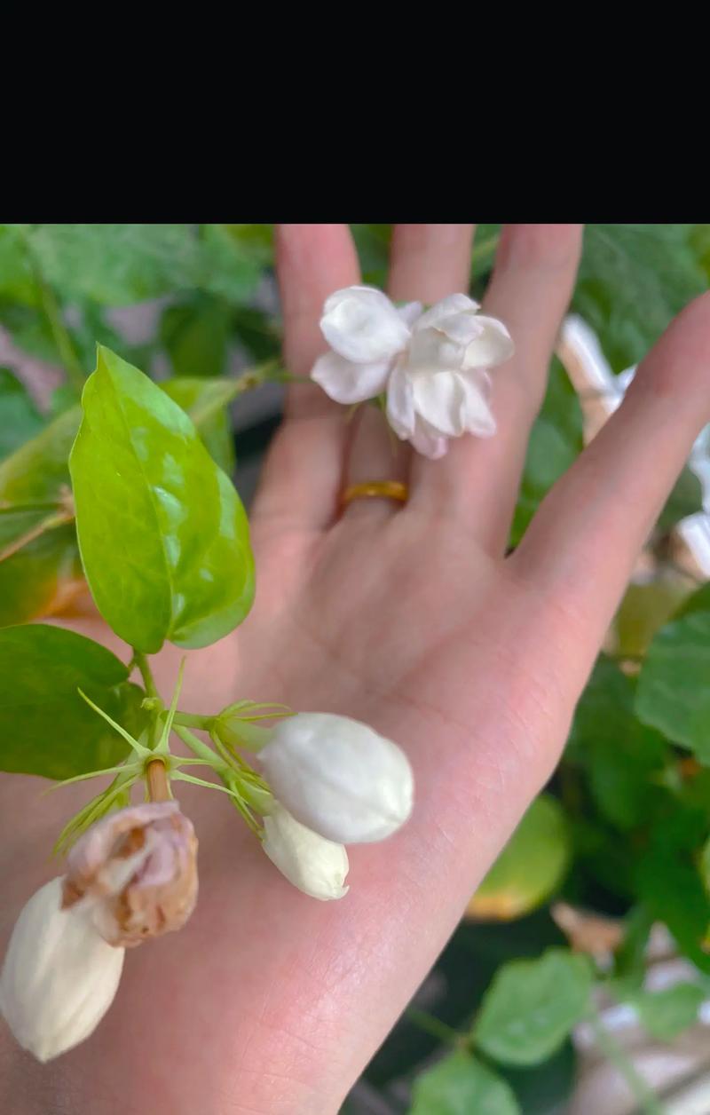 枯草在爱情中代表什么？枯草花的寓意是什么？
