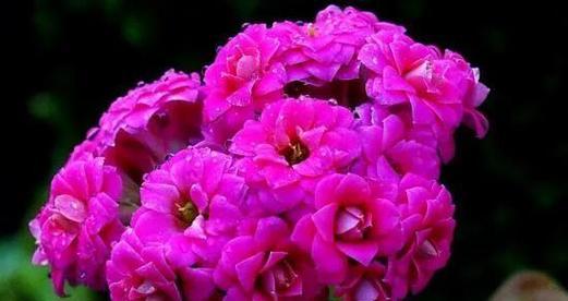 粉色花代表好运吗？粉色花的寓意是什么？