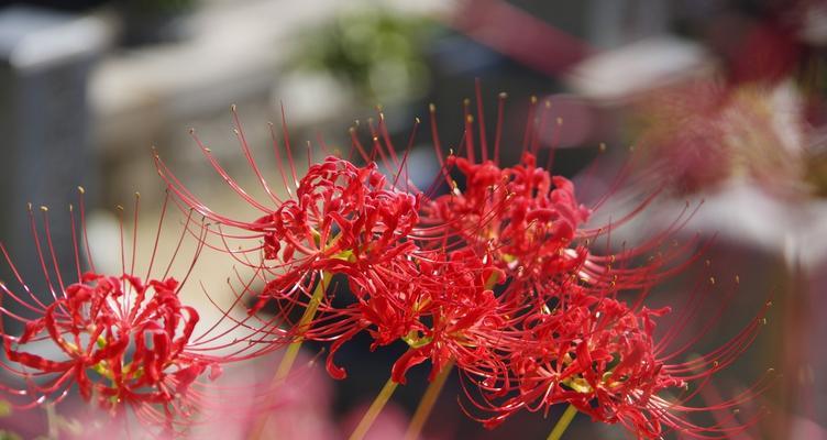 彼岸花不同颜色代表什么？它们的含义有哪些？